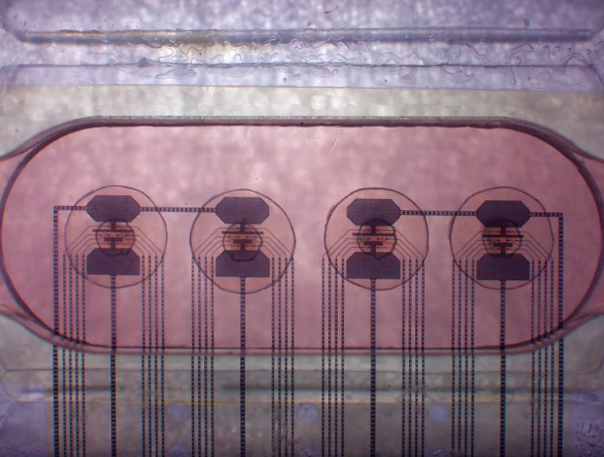 LLM and neural organoid interface