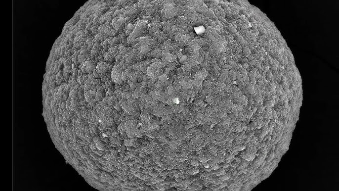 Neural organoid experiment