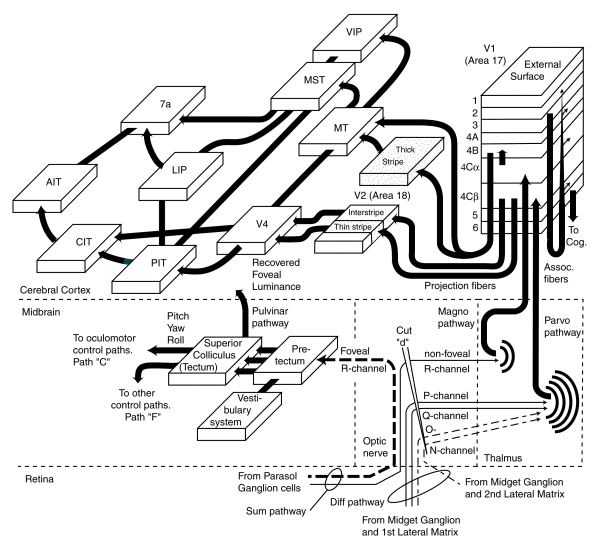 VCNet visual cortex model